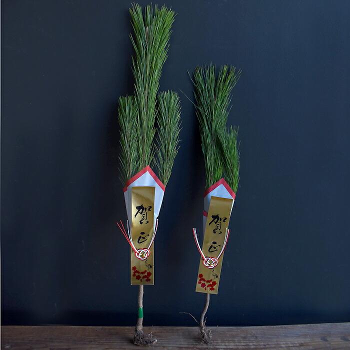 正月 門松 正月飾り 玄関用 雄雌 1組 松 販売 切花 切り花 : プリティ