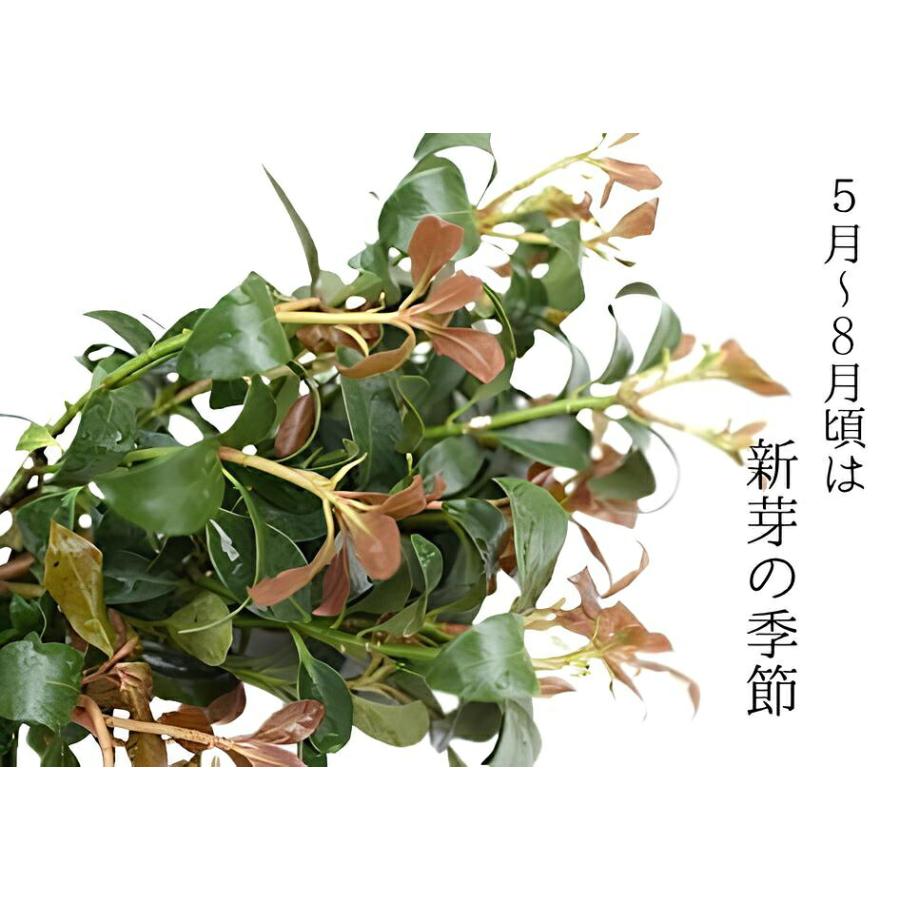 シキミ 根付き お供え用 しきみ しきび 樒 彼岸 墓花 墓参り 仏前草 香木 切花 切り花 盆 | ブランド登録なし | 06