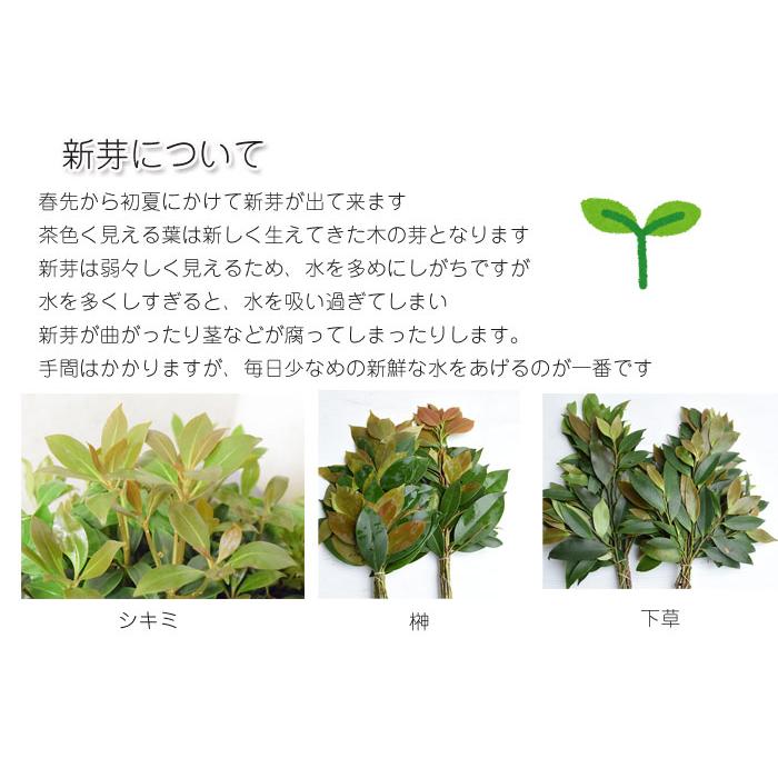 シキミ 根付き お供え用 しきみ しきび 樒 彼岸 墓花 墓参り 仏前草 香木 切花 切り花 盆 | ブランド登録なし | 07
