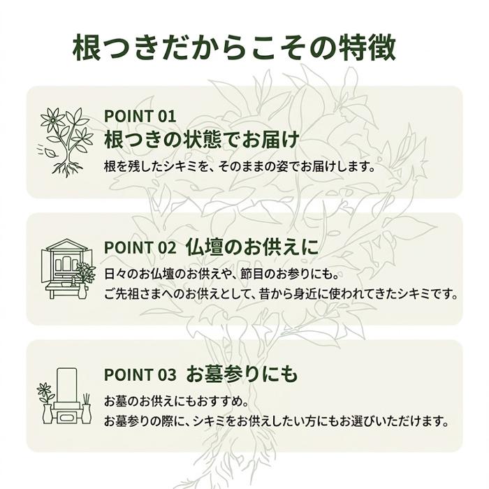 シキミ 根付き お供え用 しきみ しきび 樒 彼岸 墓花 墓参り 仏前草 香木 切花 切り花 盆 | ブランド登録なし | 04