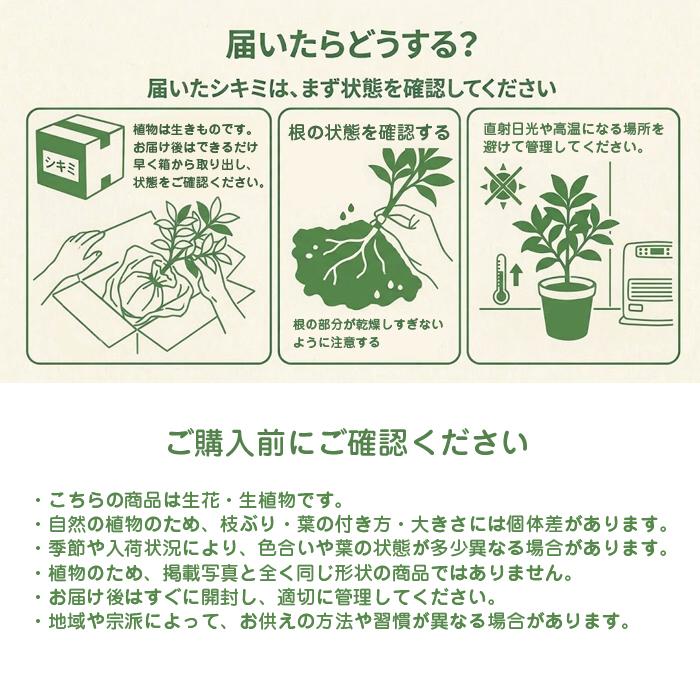 シキミ 根付き お供え用 しきみ しきび 樒 彼岸 墓花 墓参り 仏前草 香木 切花 切り花 盆 | ブランド登録なし | 05