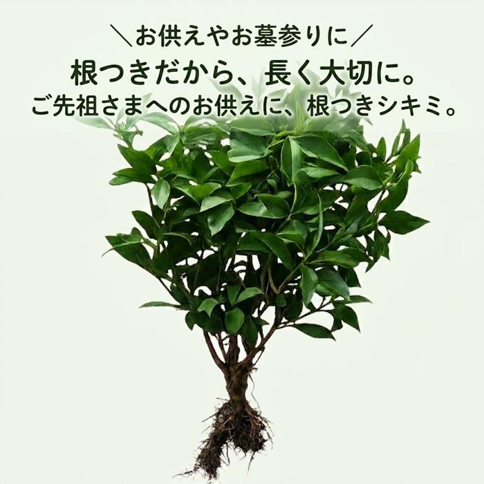 シキミ 根付き お供え用 しきみ しきび 樒 彼岸 墓花 墓参り 仏前草 香木 切花 切り花 盆 | ブランド登録なし | 01