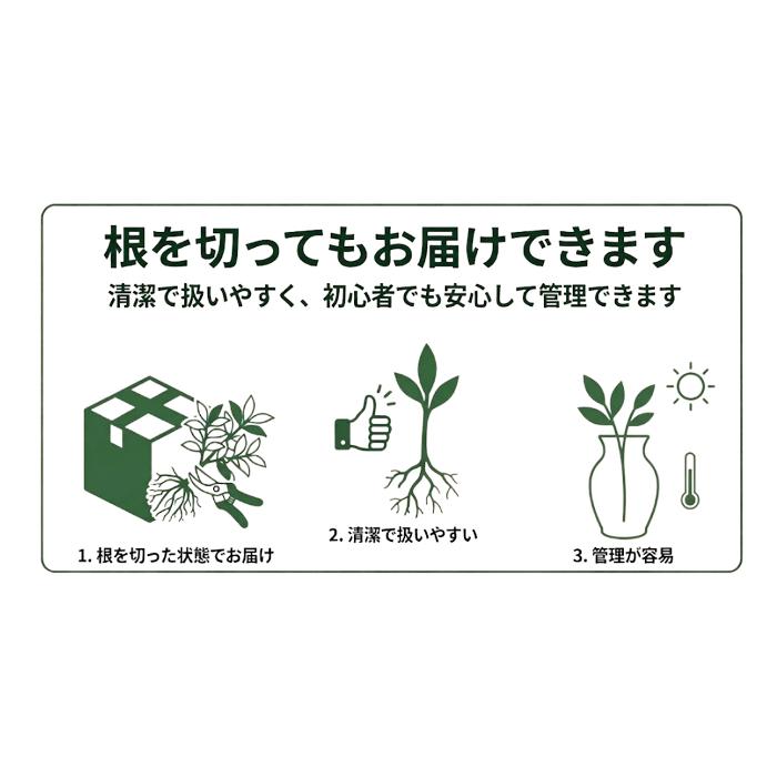 シキミ 根付き お供え用 しきみ しきび 樒 彼岸 墓花 墓参り 仏前草 香木 切花 切り花 盆 | ブランド登録なし | 08