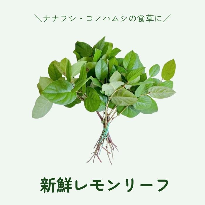 レモンリーフ 1束 切り枝 葉物 ハモノ ナナフシ・コノハムシの食草にも