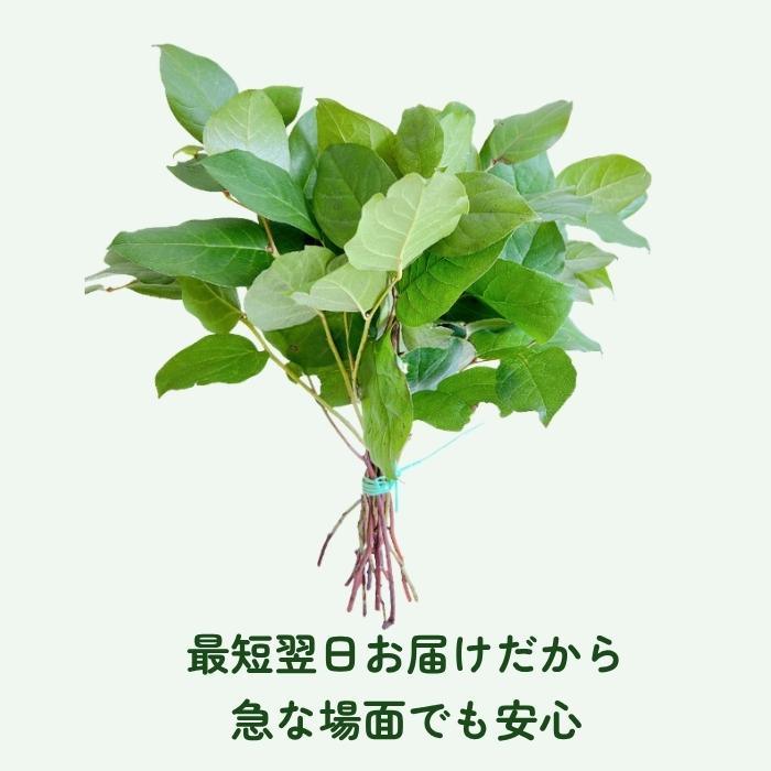 レモンリーフ 1束 切り枝 葉物 ハモノ ナナフシ・コノハムシの食草にも