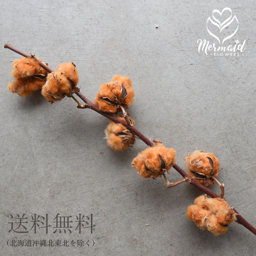 11周年記念イベントが エダモノ コットン 綿 茶色 1本 ドライ 切花