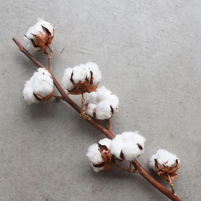生花ドライ エダモノ コットン（綿 白色）1本 綿の実枝つき ホワイト