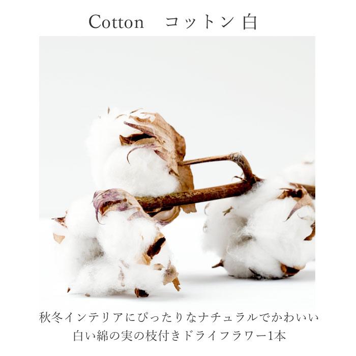 生花ドライ エダモノ コットン（綿 白色）1本 綿の実枝つき ホワイト