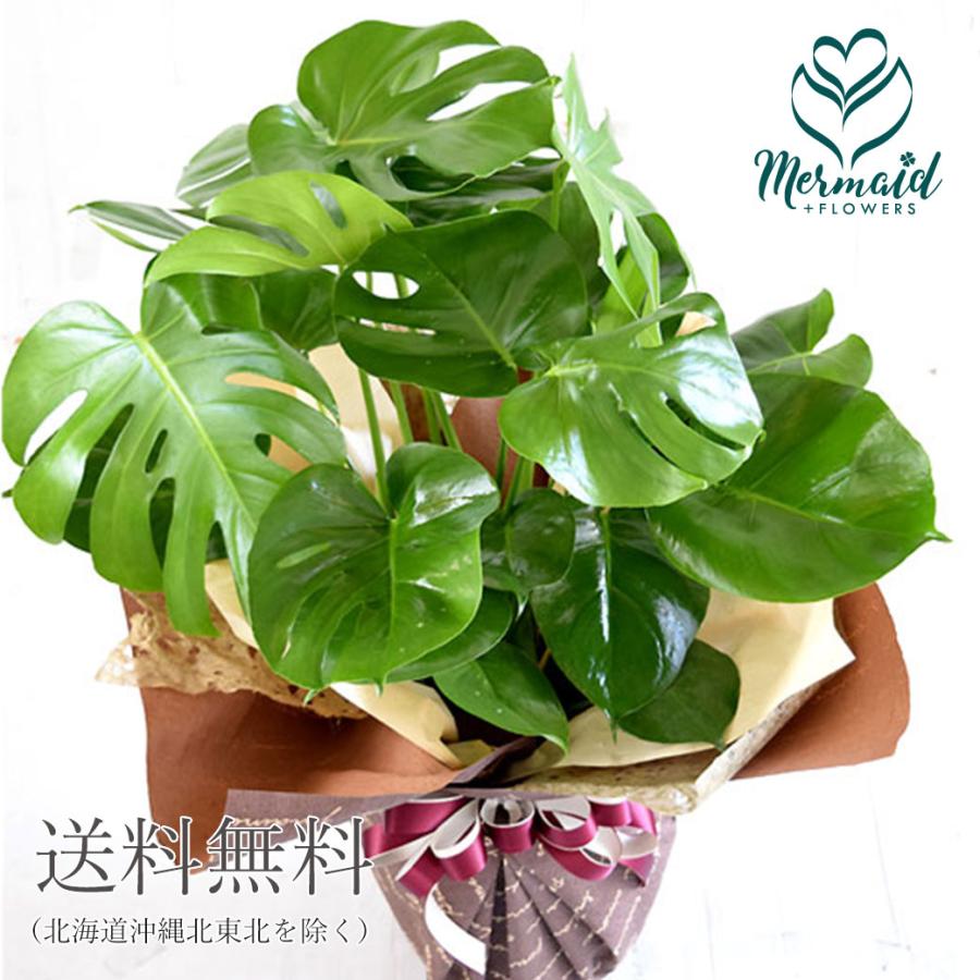 花 鉢物 ギフト モンステラ8号 観葉植物 ラッピング付き 開店祝い 999 Monsu8 プリティ マーメイド 通販 Yahoo ショッピング