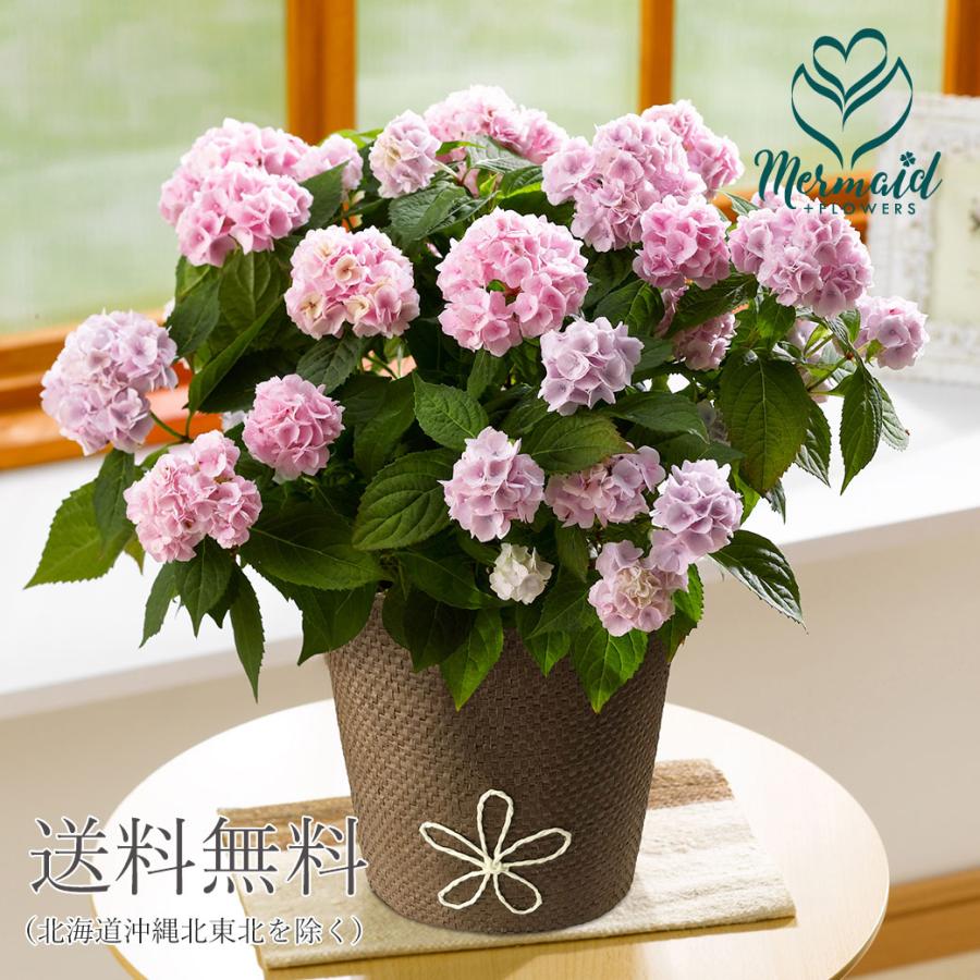 母の日 ギフト プレゼント 送料無料 あじさい伊予獅子手毬 5号 ギフト アジサイ 産直 産直につき同梱 オリジナルメッセージ不可 999 Yamatoiyo プリティ マーメイド 通販 Yahoo ショッピング