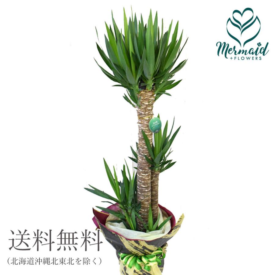 大型便配送 花 鉢物 ギフト ユッカ 観葉植物 開店祝い 999 Yuka プリティ マーメイド 通販 Yahoo ショッピング