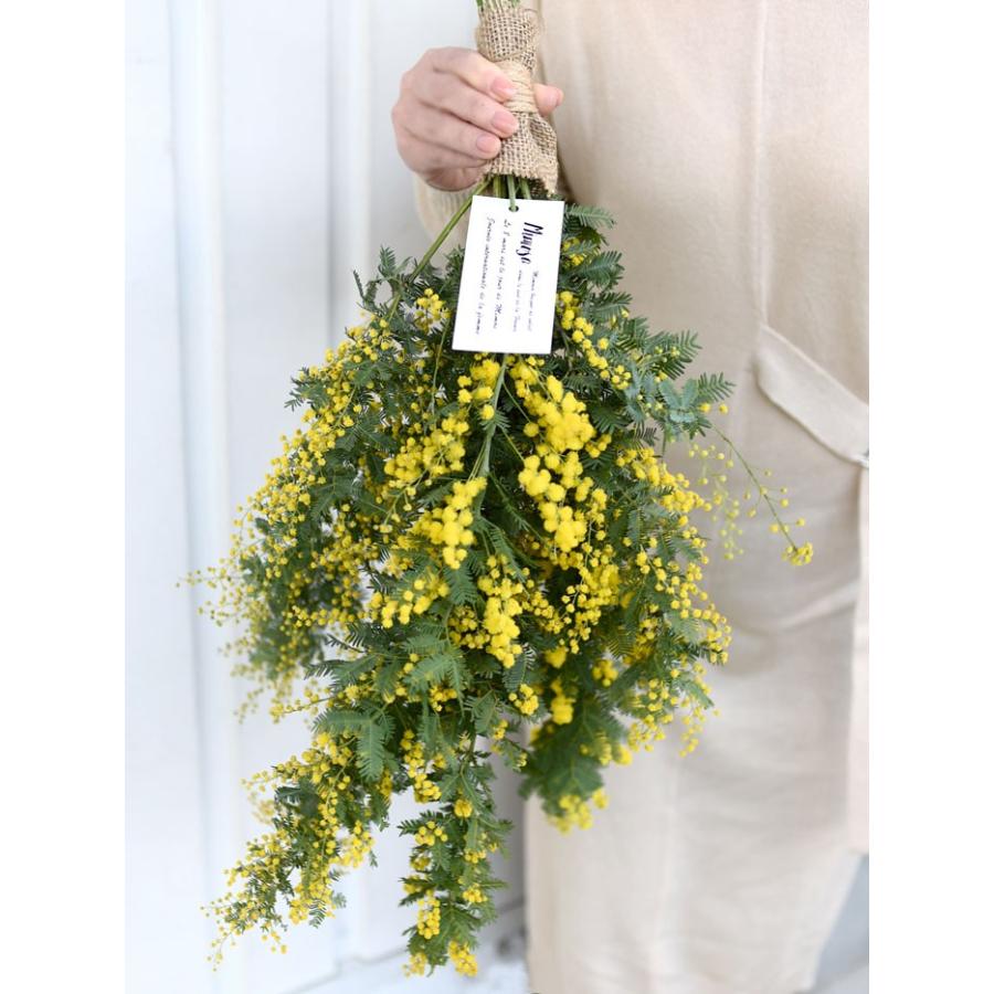 3 26発送まで 生花からドライを楽しむミモザスワッグ ミモザ スワッグ フレッシュな状態で発送 ドライフラワーに Dry Mimozaswag プリティ マーメイド 通販 Yahoo ショッピング