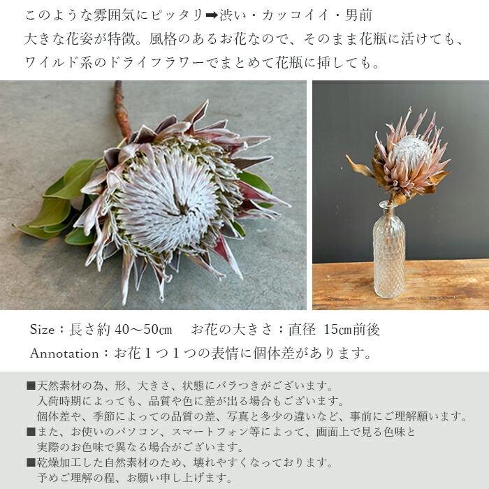 プリティ マーメイド 単品ドライフラワー キングプロテア ピンク 1本