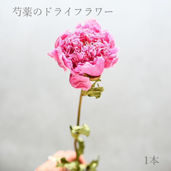 プリティ マーメイド 【単品ドライフラワー】芍薬 ピンク 1本 ドライ