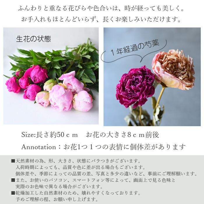 #57 トトロ 芍薬 ドライフラワー 10本 プリティ マーメイド 【単品ドライフラワー】芍薬 ピンク 1本 ドライ