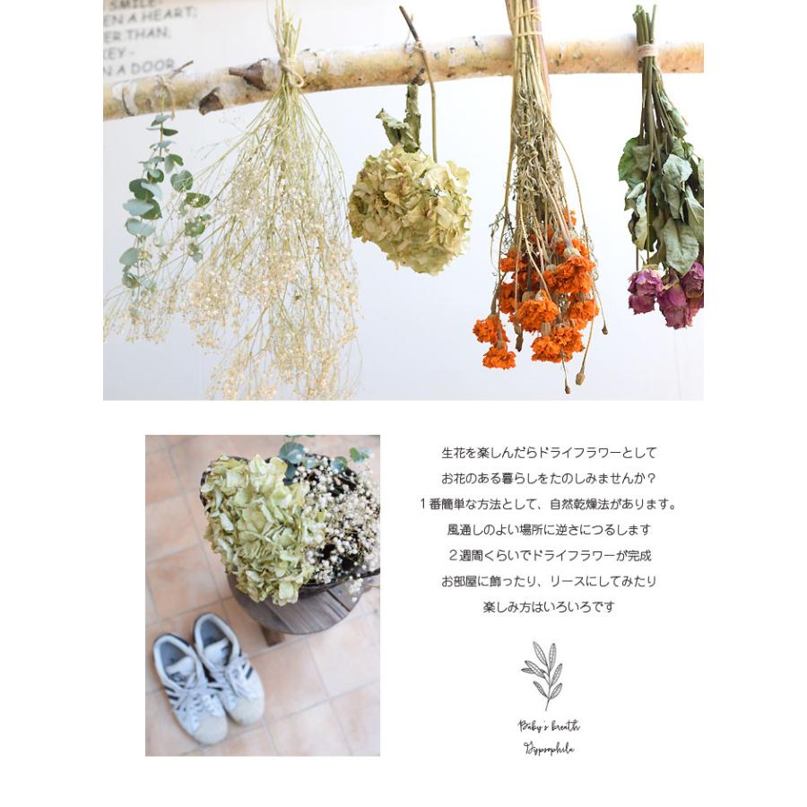 青いかすみ草 カスミソウ 花束(超BIGサイズ) 花 誕生日 結婚 ウエディング  プレゼント ギフト  花束 生花 送料無料 フラワー  お母さん  敬老の日 サプライズの画像
