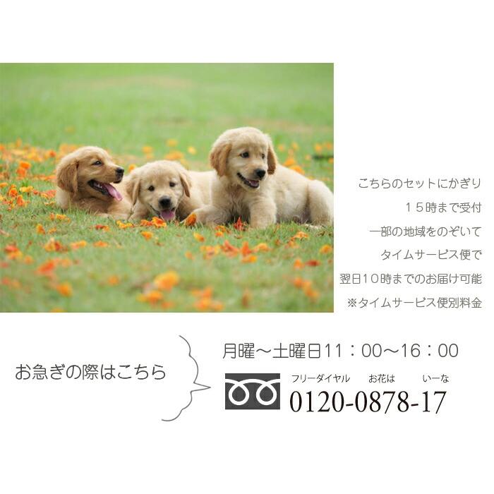 ペット棺 虹の橋セット ほほえみ 棺桶 ペットロス 即日手配 ペット棺 段ボール棺 ペット葬 ペットのお葬式 ペット火葬 お別れ花 ペット供養 納棺 虹の橋 | プリティ マーメイド | 17