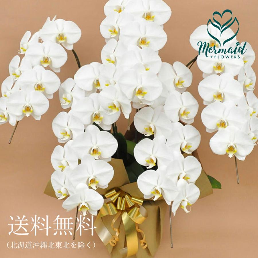 花 お祝い ギフト 産直 胡蝶蘭 5本立ち ４５輪以上 鉢植え 開店祝い 誕生日 敬老の日 プレゼント にも 送別会 退職祝い 送別 卒業 生花 Pa1102 53 プリティ マーメイド 通販 Yahoo ショッピング
