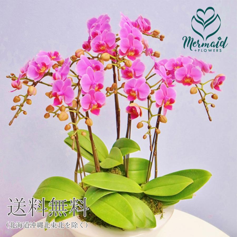 人気の春夏 胡蝶蘭 花 ギフト 誕生日 結婚 記念日 お祝い プレゼント にも 送別会 退職祝い 送別 卒業 5本立ち 白平鉢入りミディ胡蝶蘭