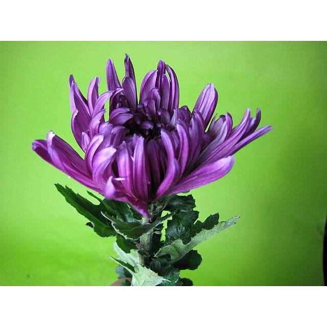 切り花 生花 切花 リンギク アカ ピンク 花秀芳など 5本 超目玉 12月