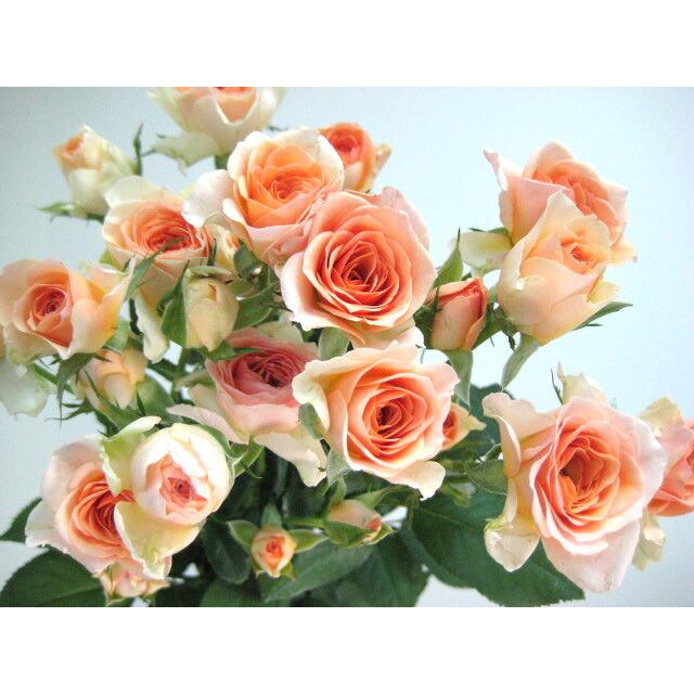 ミニバラ スプレー咲き SPミニバラ 薔薇 ばら オレンジ（フェリーニ