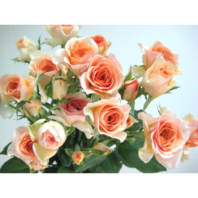 ミニバラ スプレー咲き SPミニバラ 薔薇 ばら オレンジ（フェリーニ