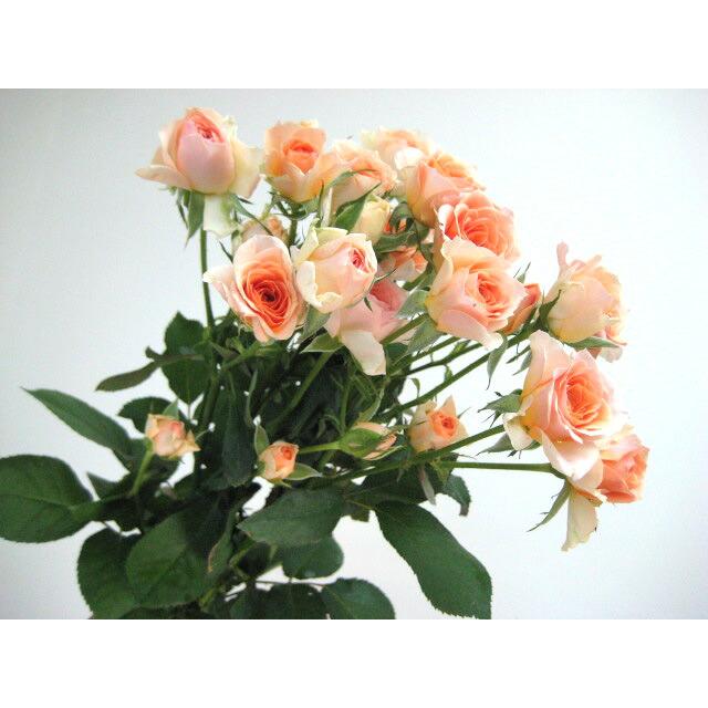 ミニバラ スプレー咲き SPミニバラ 薔薇 ばら オレンジ（フェリーニ