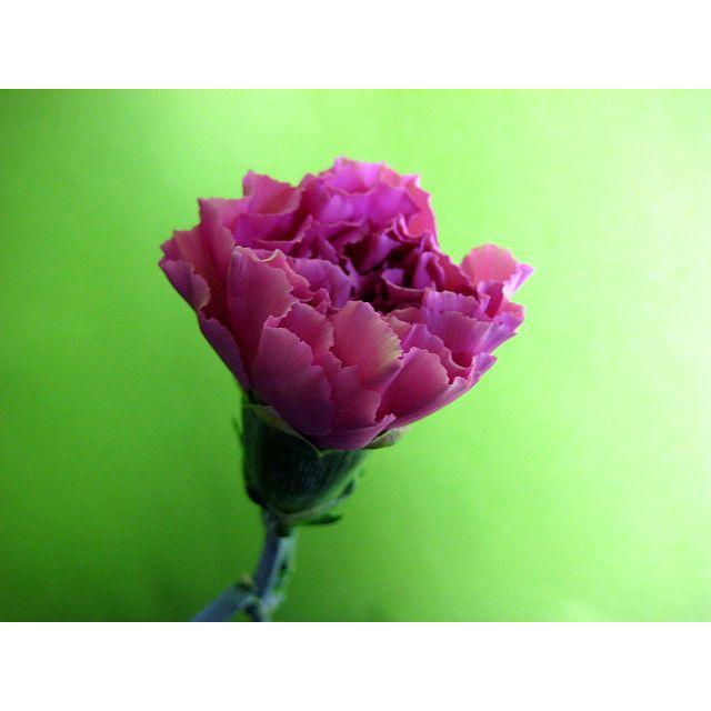 切り花 生花 切花 カーネーション ムラサキ ラム薄紫など 5本 St174 462 プリティ マーメイド 通販 Yahoo ショッピング