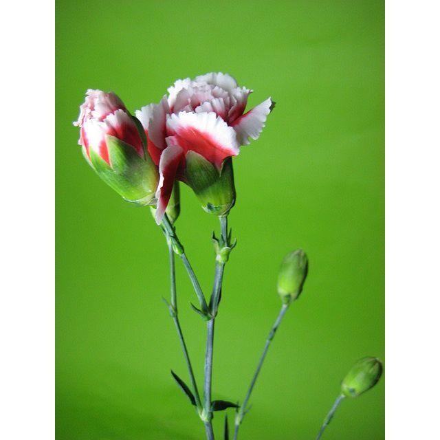 切り花 生花 切花 Spカーネーション フクショク ｓｑスーパーなど 5本 St1 108 プリティ マーメイド 通販 Yahoo ショッピング