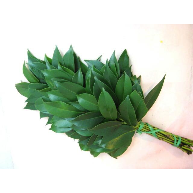 切り花 生花 切花 サカキルイ 榊ククリ １束 お盆 お彼岸 秋 彼岸 お供え お悔やみ 花 お盆 お彼岸 秋 彼岸 お彼岸 神棚 St585 6 プリティ マーメイド 通販 Yahoo ショッピング