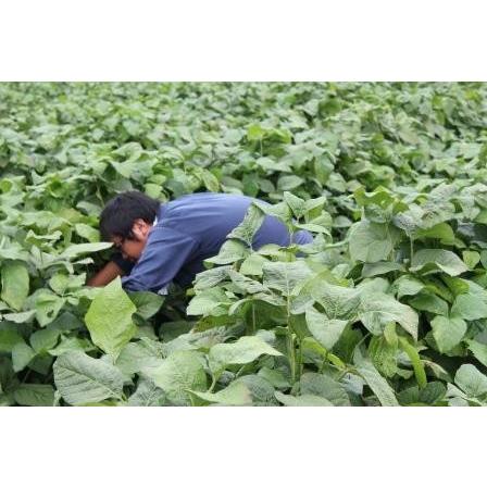 丹波篠山産黒枝豆1kg　さやのみ（篠山市認定販売所たぶち農場）※収穫日に出荷いたします |  | 03
