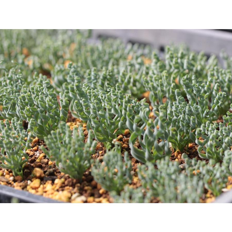 Albuca Concordiana アルブカ コンコルディアナ Albucaconcordiana 大木ナーサリー 通販 Yahoo ショッピング