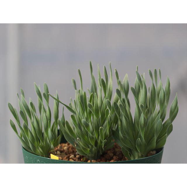 アルバーティアナコニカ/大株【現品発送】管理70818 アルバーティアナコニカ/大株【現品発送】管理70818