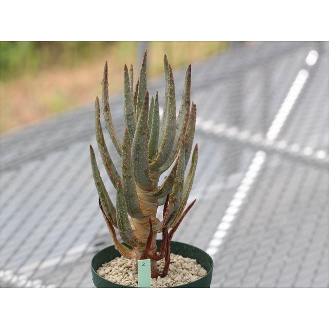 アロエ ディコトマ 現品］5番 アロエ ディコトマ 7号 観葉植物 室内 屋外 おしゃれ