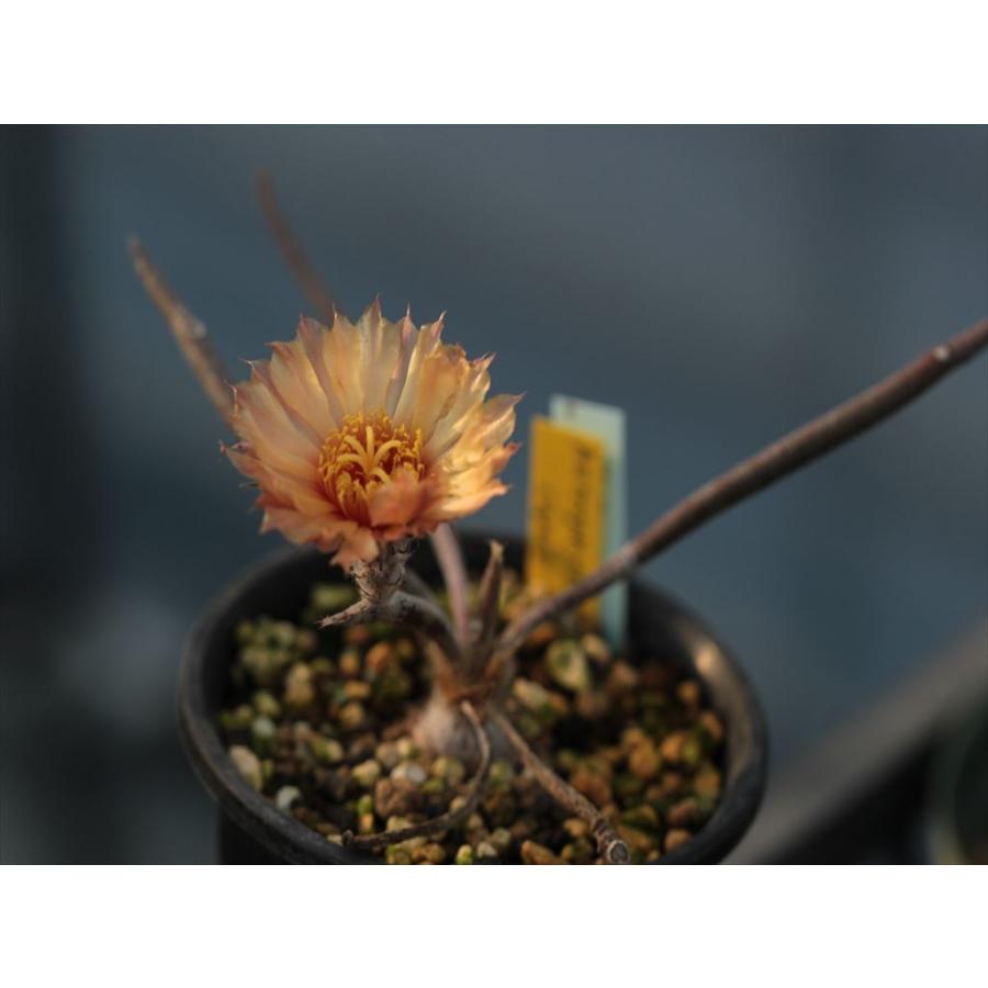 Astrophytum Caput Medusae アストロフィツム カプトメデューサエ Astrophytumcaput Medusae 大木ナーサリー 通販 Yahoo ショッピング