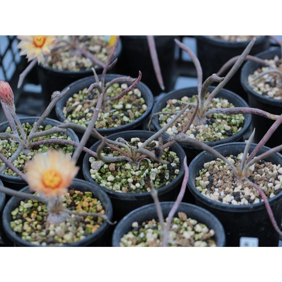 Astrophytum Caput Medusae アストロフィツム カプトメデューサエ Astrophytumcaput Medusae 大木ナーサリー 通販 Yahoo ショッピング