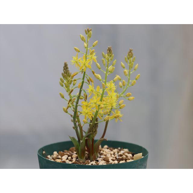 Bulbine vittatifolia/ブルビネ・ヴィタッティフォリア : 大木