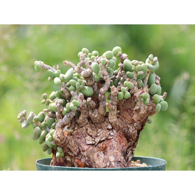 CerariaPygmaea ケラリア ピグマエア Ceraria pygmaea/ケラリア・ピグマエア : 大木ナーサリー - 通販
