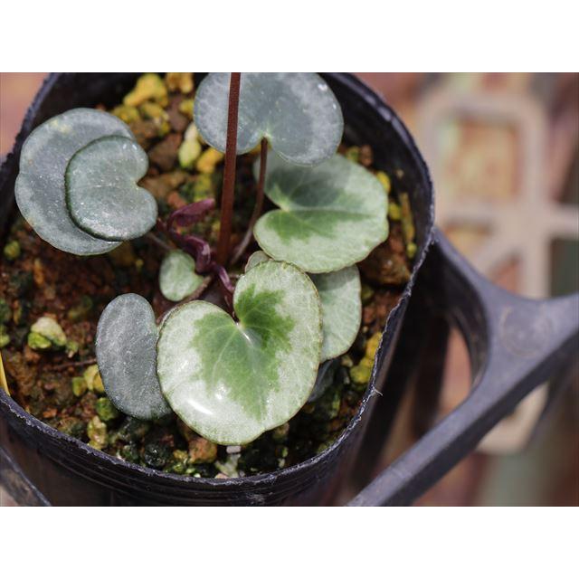 シクラメン・プルプラセンス79 : 大木ナーサリー - 通販 - Yahoo