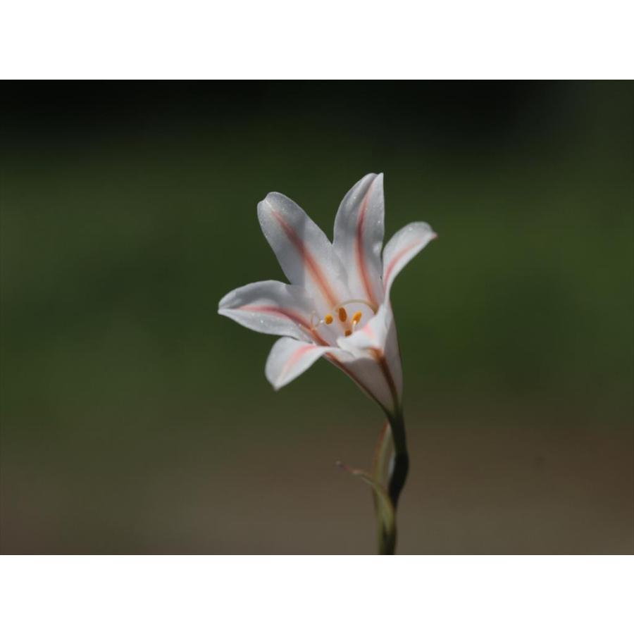 Cyrtanthus clavatus/キルタンサス・クラヴァツス : 大木ナーサリー