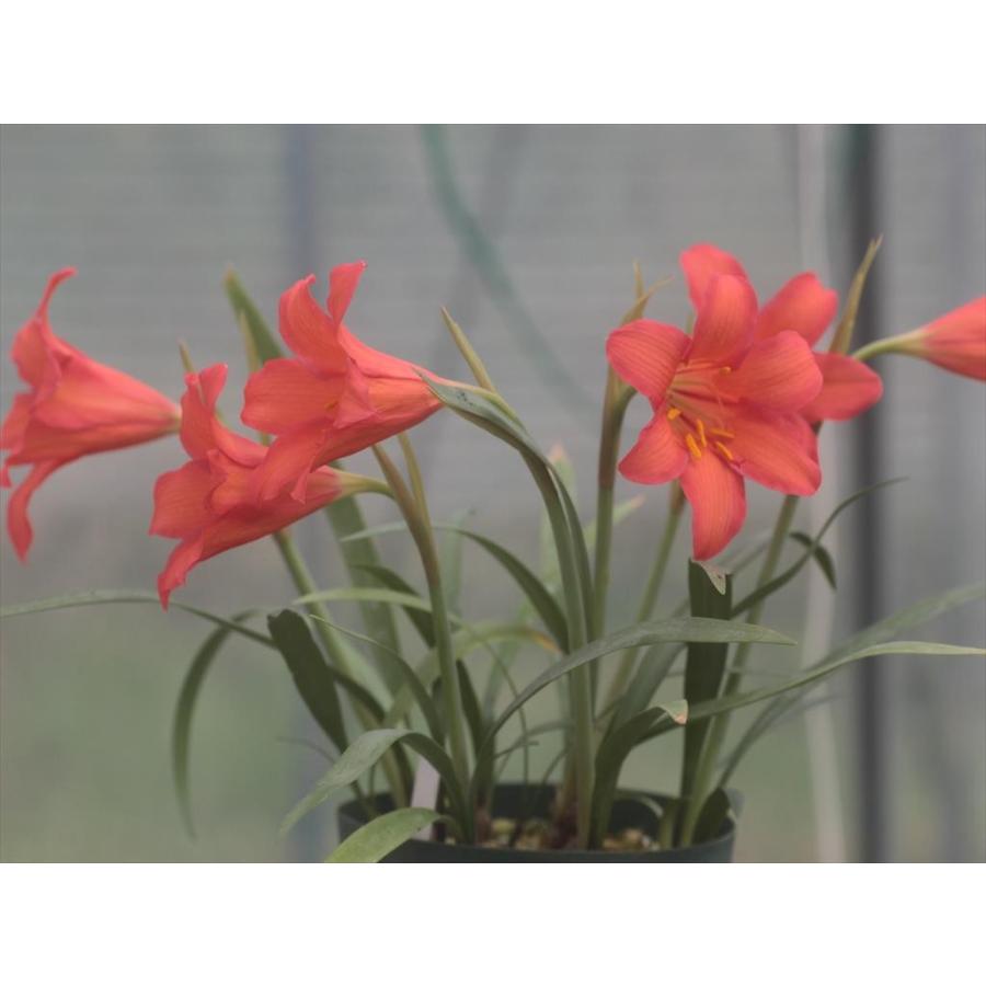 Cyrtanthus sanguineus/キルタンサス・サンギネウス : 大木