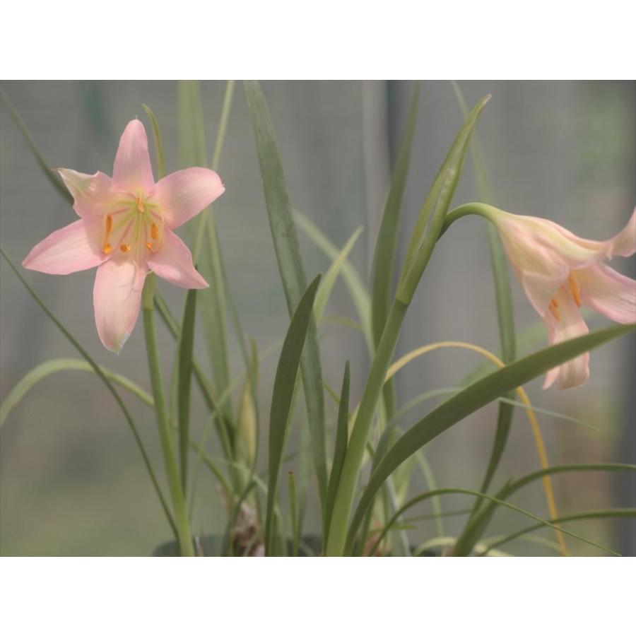 Cyrtanthus Sanguineus Pink Fl キルタンサス サンギネウス ピンク花 Cyrtanthussanguineuspink 大木ナーサリー 通販 Yahoo ショッピング