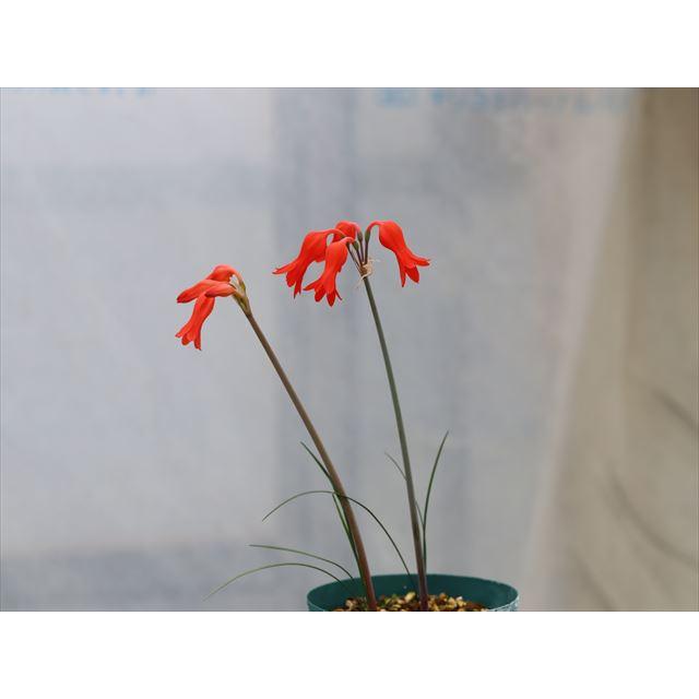 Cyrtanthus staadensis ex. Van Staadens/キルタンサス・スターデン