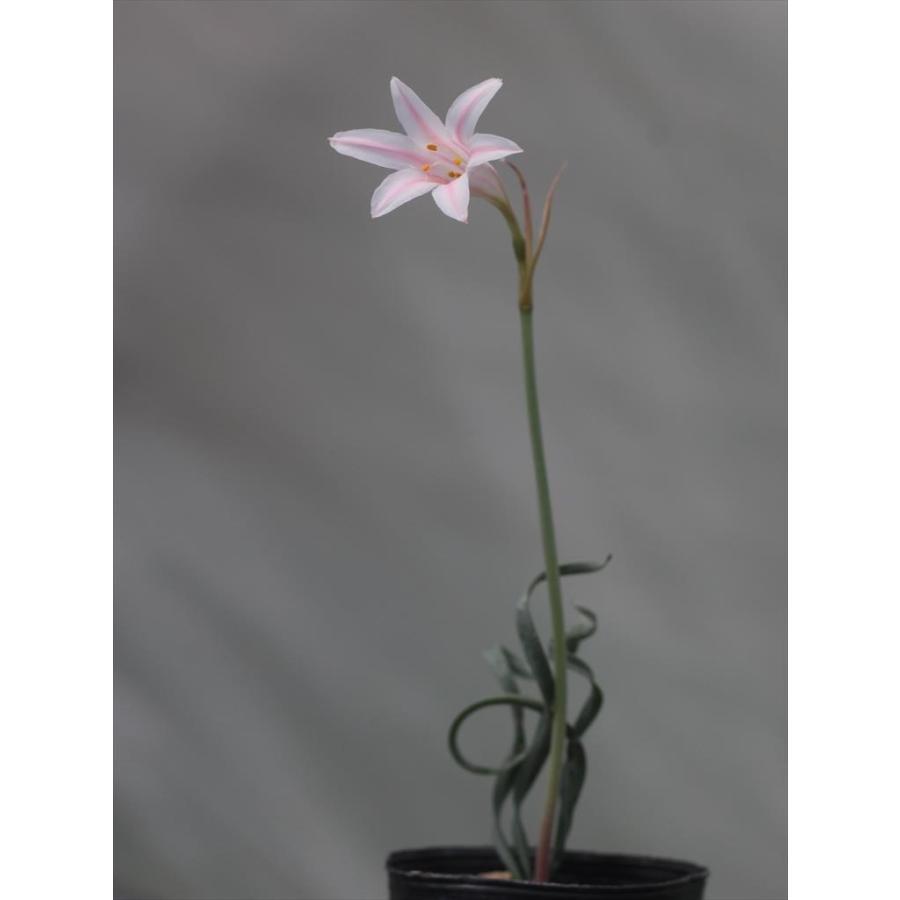 Cyrtanthus smithiae/キルタンサス・スミシアエ :Cyrtsmithiae:大木ナーサリー - 通販 - Yahoo!ショッピング