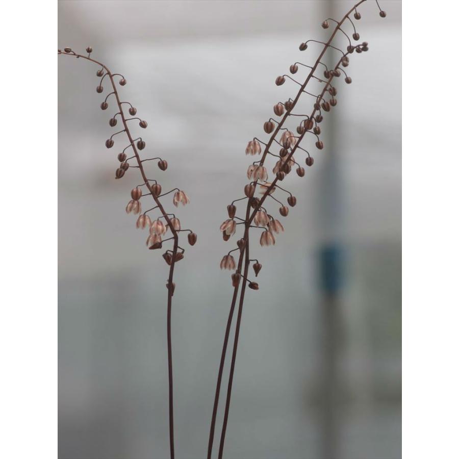 Drimia Convallarioides ドリミア コンヴァラリオイデス Dconvallarioides 大木ナーサリー 通販 Yahoo ショッピング