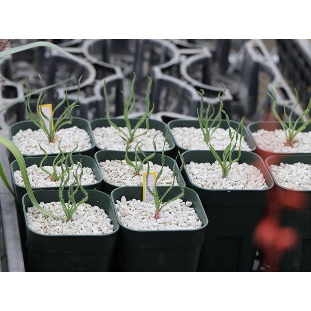 ✳️新入荷✳️希少なライムグリーンの大株アメリカーナ✳️ Global Gmarket Mobile