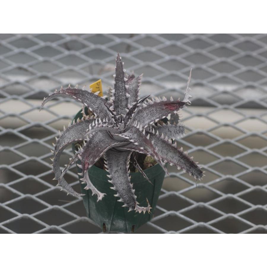 ディッキア　お買い得9株セット Dyckia 'Black Ice' /ディッキア 'ブラックアイス' : 大木ナーサリー