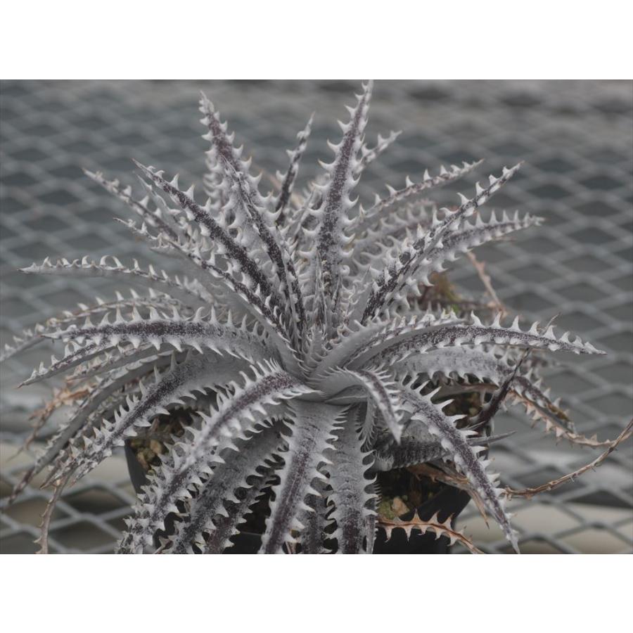 Dyckia Heaven Hell ディッキア ヘブン ヘル 1 Dycheavenhell1 大木ナーサリー 通販 Yahoo ショッピング