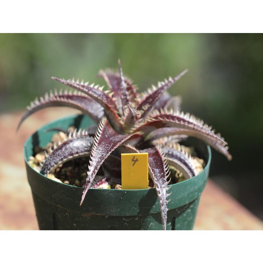 Dyckia 'Bill Baker'/ディッキア'ビル・ベイカー'4 : 大木 Dyckia 'Bill Baker'/ディッキア'ビル・ベイカー'4 : 大木
