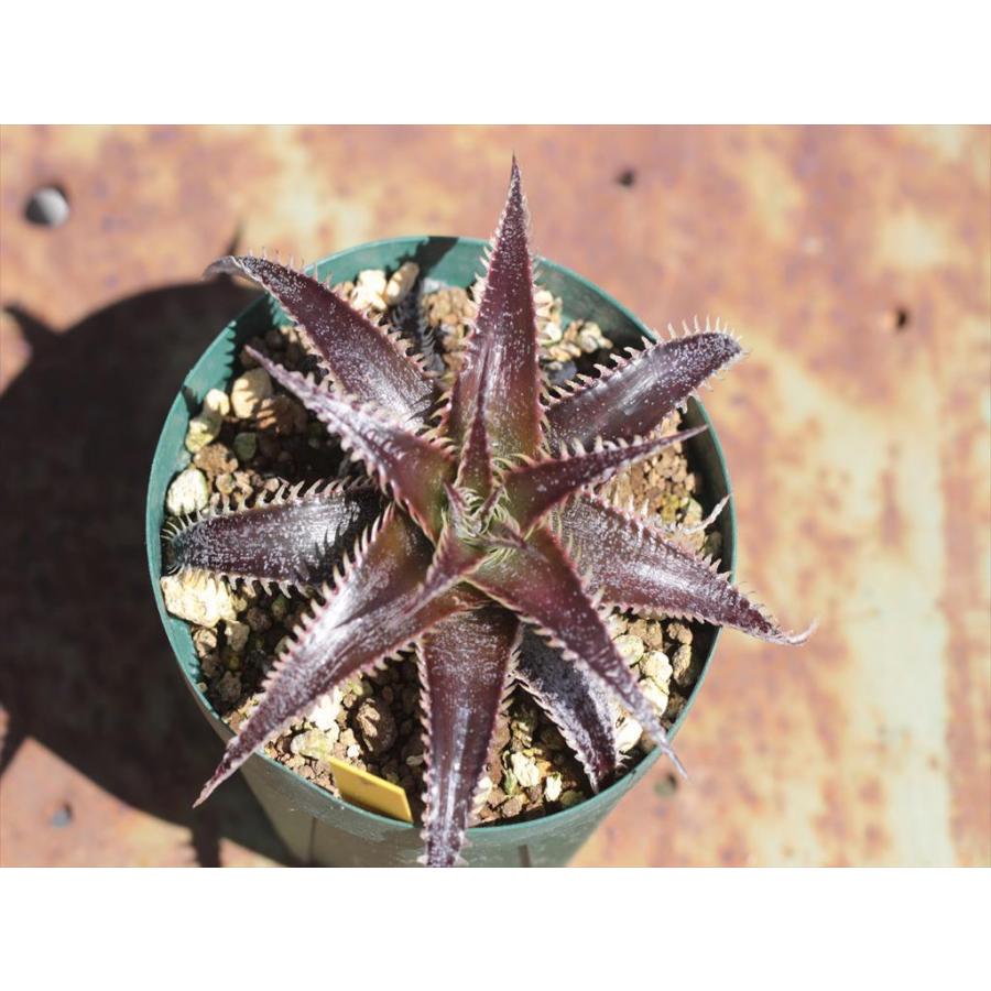Dyckia 'Bill Baker'/ディッキア'ビル・ベイカー'4 : 大木 Dyckia 'Bill Baker'/ディッキア'ビル・ベイカー'4 : 大木